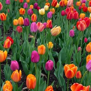 Meet your Posher, Sophia